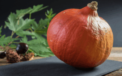 Herbstlich stark: Der Hokkaido-Kürbis