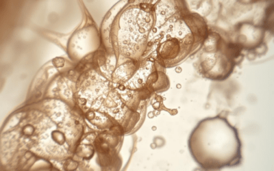 Wie funktioniert der Stoffwechsel?